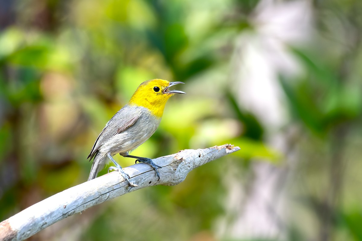 Yellow-headed Warbler - José Alberto Pérez Hechavarría