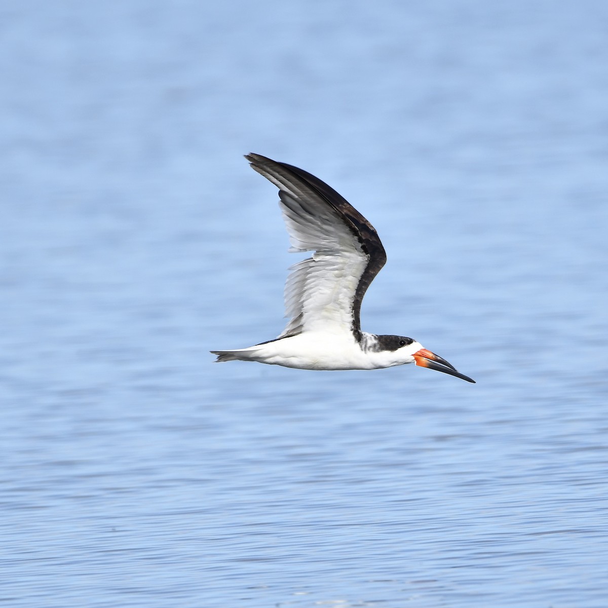 Black Skimmer - Paul Nielson