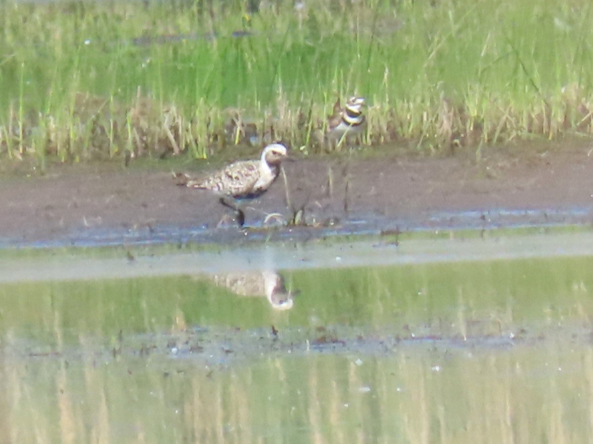 Black-bellied Plover - Davida Kalina