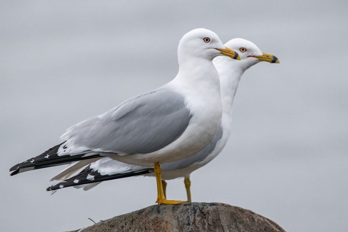 Ring-billed Gull - Dominic More O’Ferrall