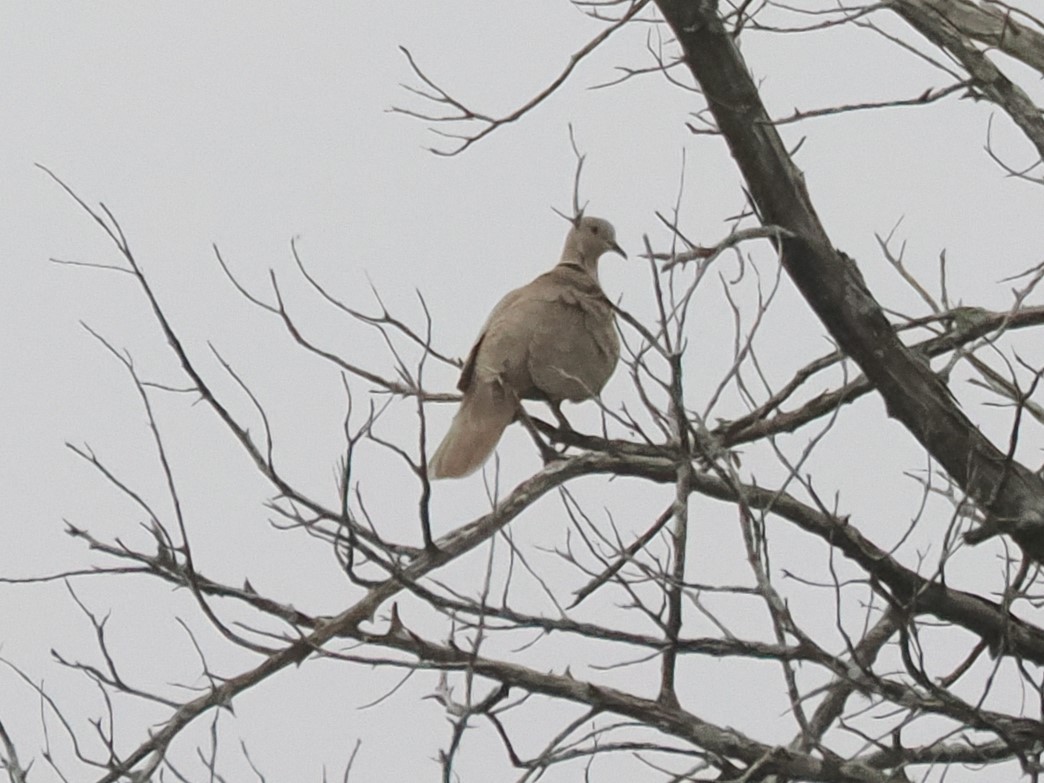 Eurasian Collared-Dove - Vincent O'Brien