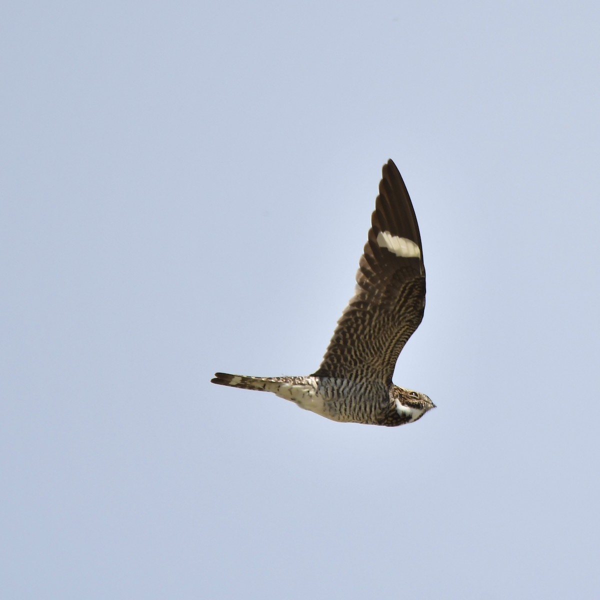 Common Nighthawk - Paul Nielson