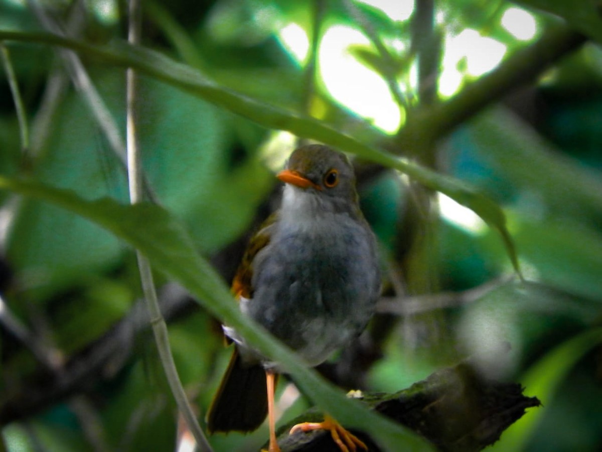 Orange-billed Nightingale-Thrush - Maximiliano Ponce
