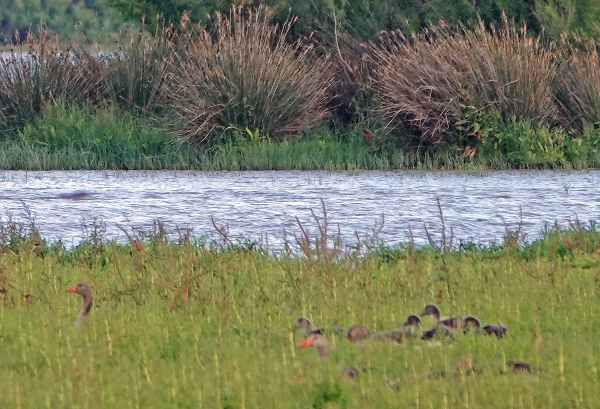 Graylag Goose - ML619515427