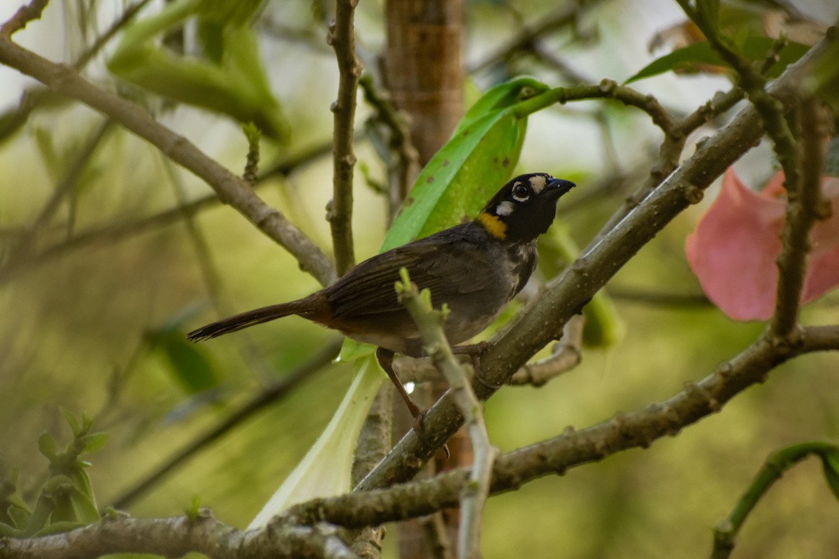 White-eared Ground-Sparrow - Maximiliano Ponce