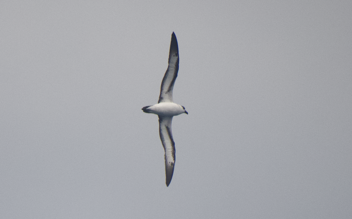 Black-capped Petrel - Andy McGeoch 🦆