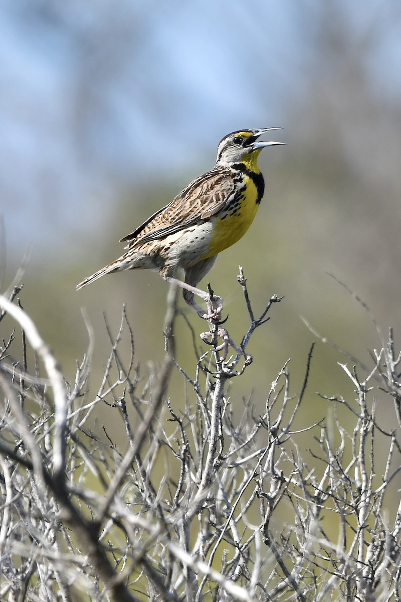 Eastern Meadowlark - Paul Nielson