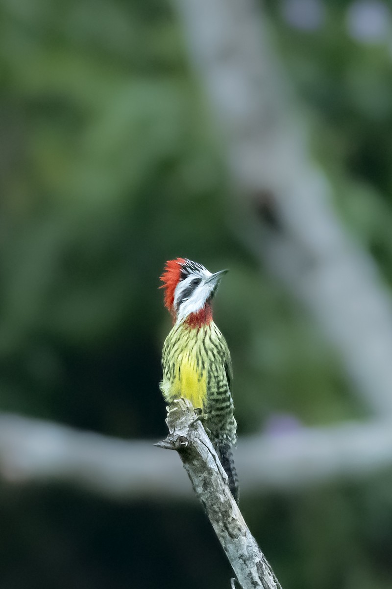 Cuban Green Woodpecker - José Alberto Pérez Hechavarría
