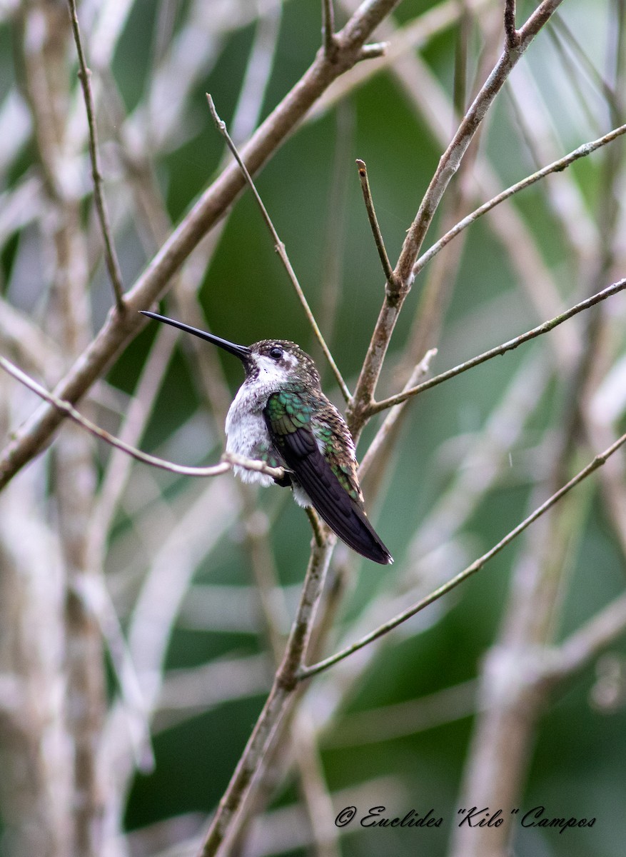 Plain-capped Starthroat - Euclides "Kilo" Campos