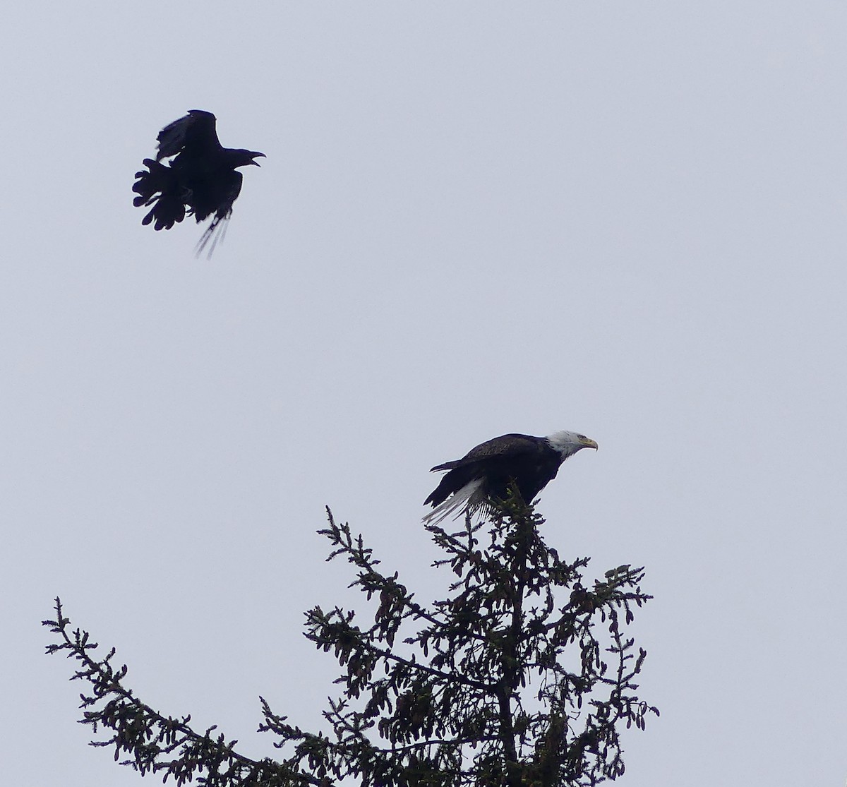 Bald Eagle - Mary McCafferty