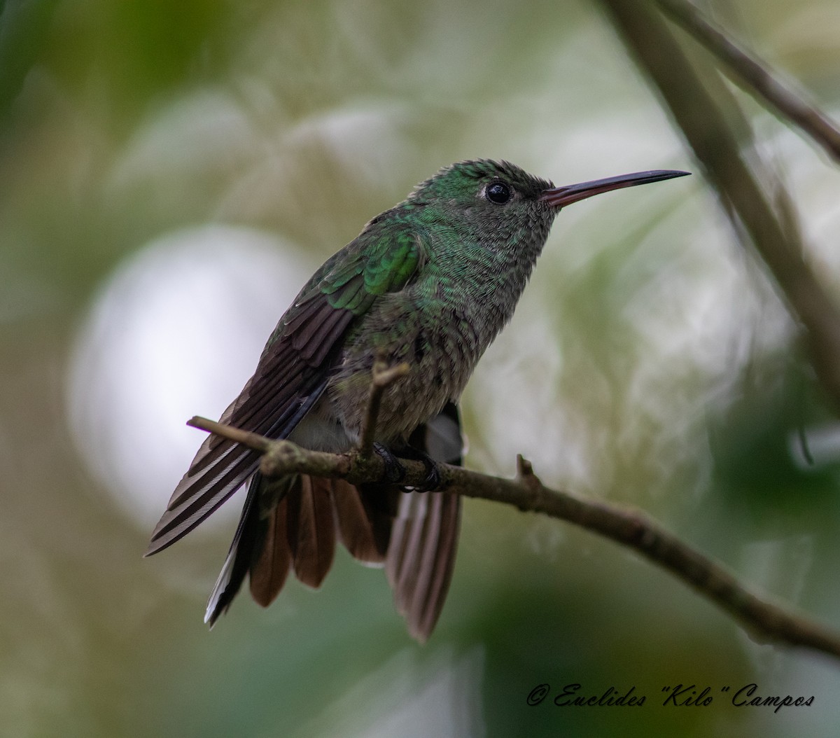 Scaly-breasted Hummingbird - Euclides "Kilo" Campos