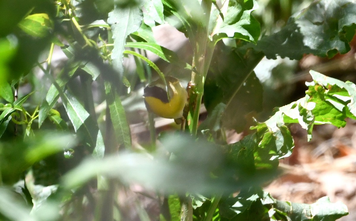 Common Yellowthroat - Nancy Hetrick