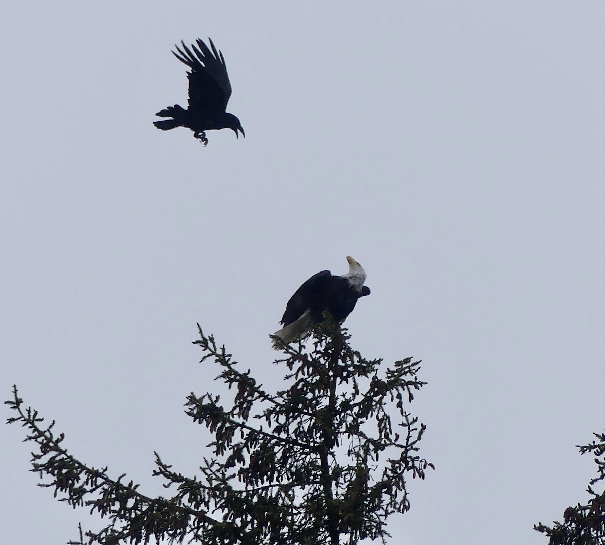 Bald Eagle - Mary McCafferty