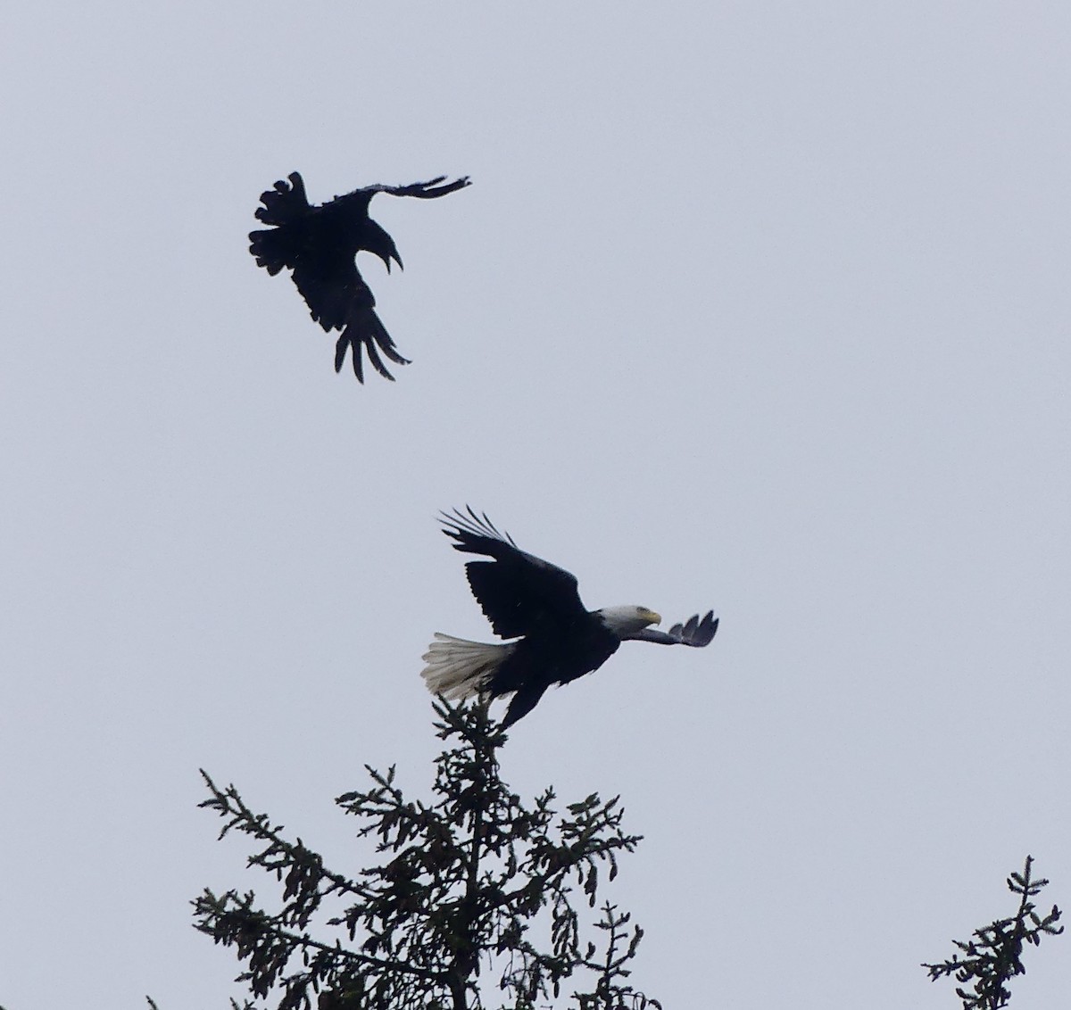 Bald Eagle - Mary McCafferty