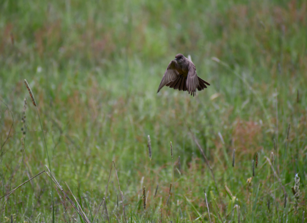 Say's Phoebe - Thuja Plicata