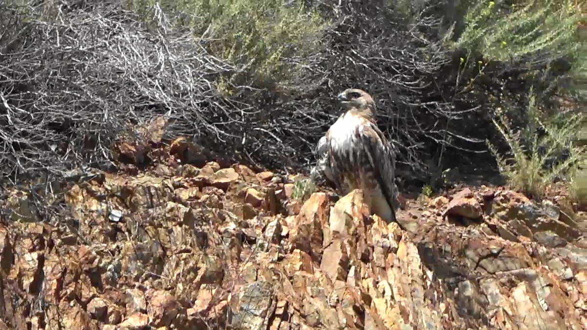 Red-tailed Hawk - Bruce Schine