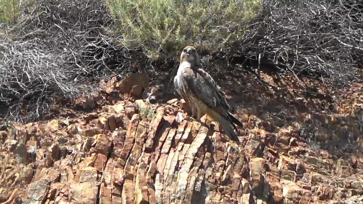 Red-tailed Hawk - Bruce Schine