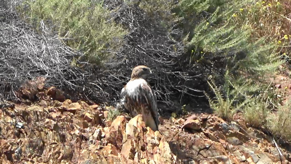 Red-tailed Hawk - Bruce Schine