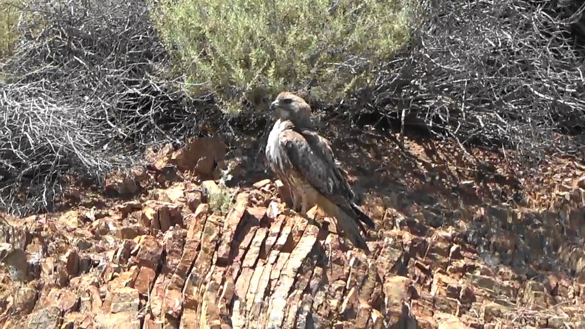 Red-tailed Hawk - Bruce Schine