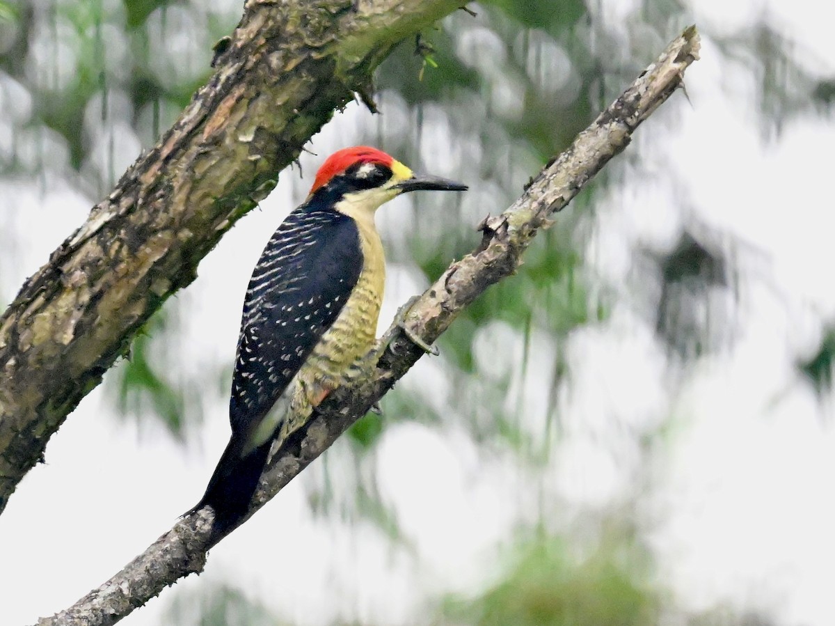 Black-cheeked Woodpecker - Vivian Fung