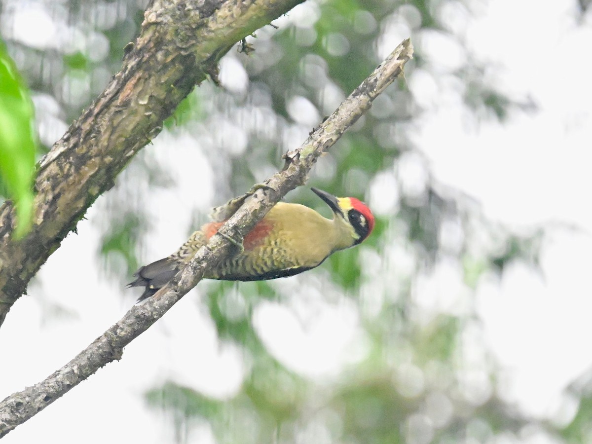 Black-cheeked Woodpecker - Vivian Fung