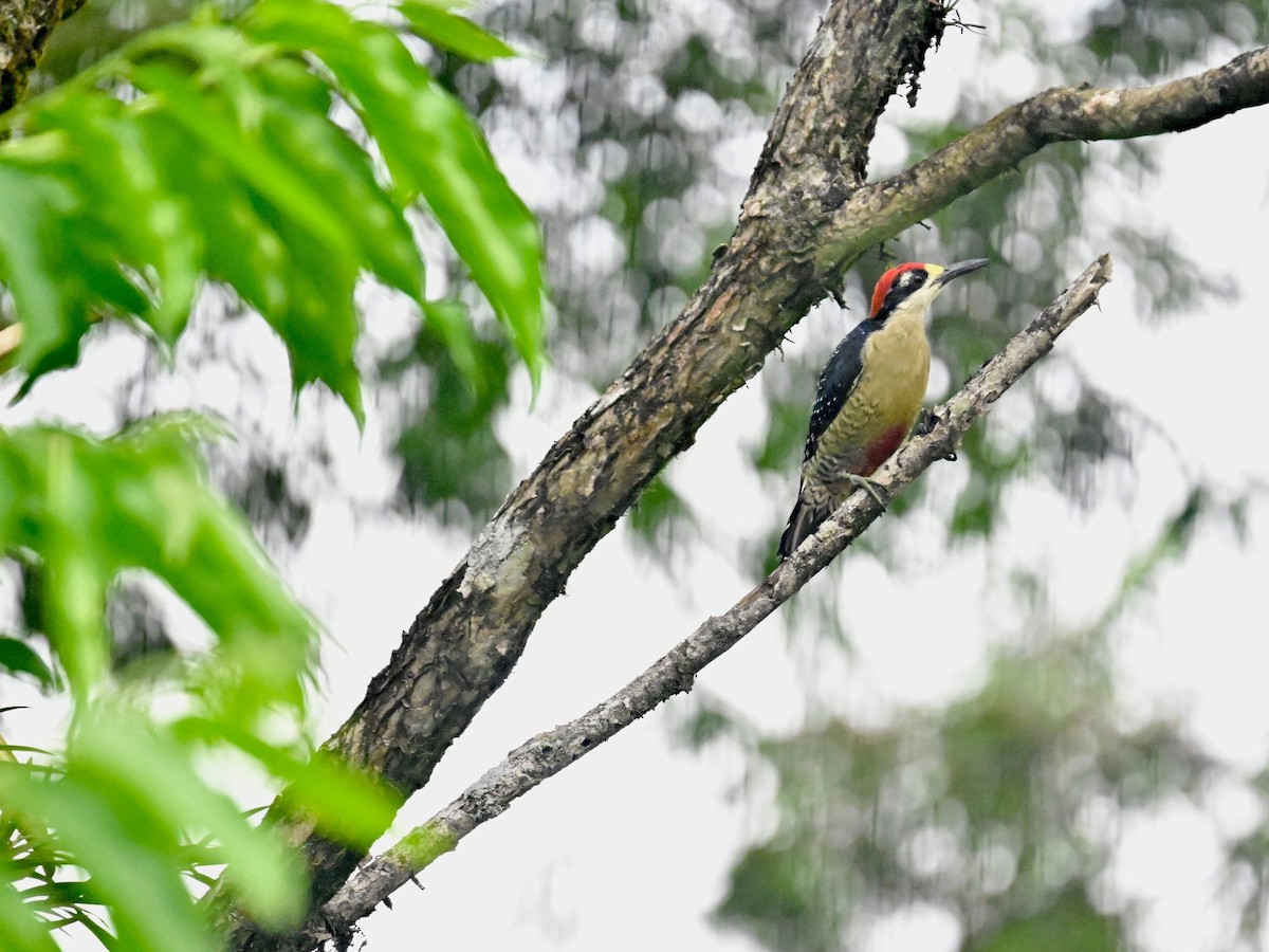 Black-cheeked Woodpecker - Vivian Fung