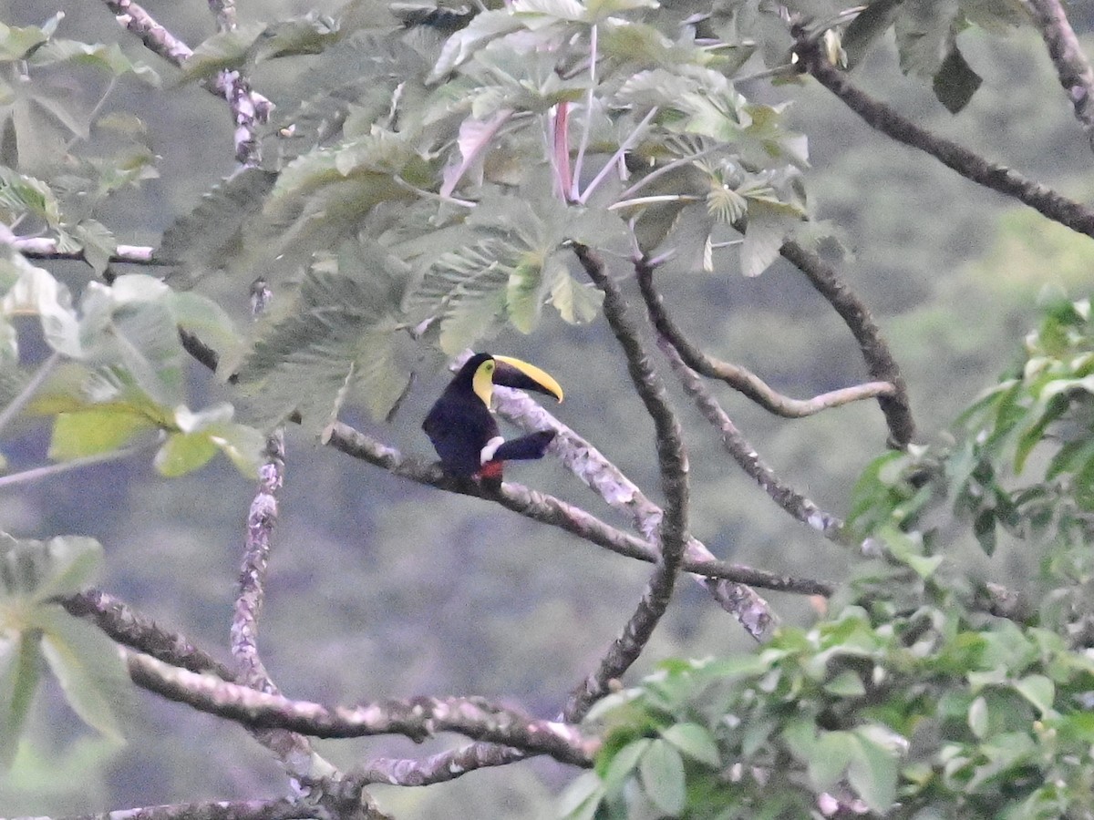 Yellow-throated Toucan - Vivian Fung