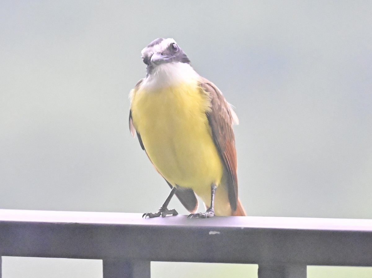 Great Kiskadee - Vivian Fung