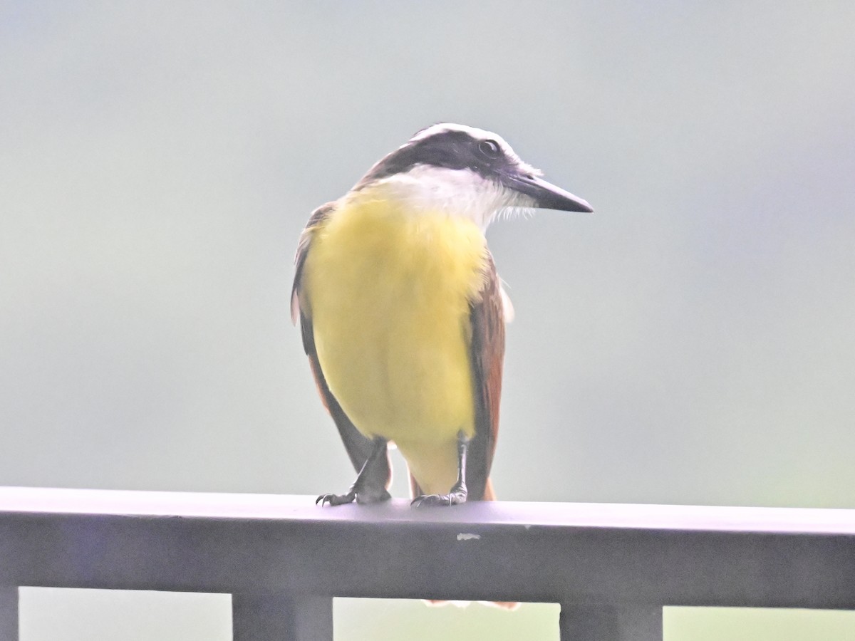 Great Kiskadee - Vivian Fung