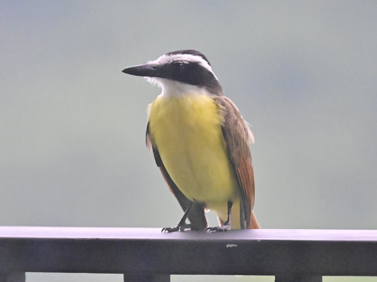 Great Kiskadee - Vivian Fung