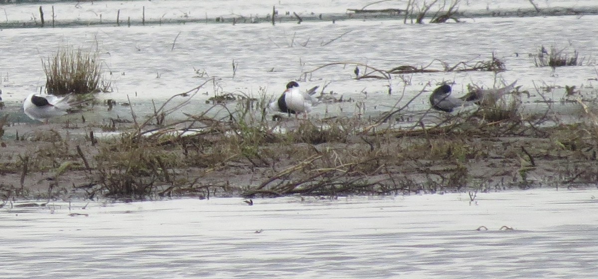 Black Tern - ML619515468