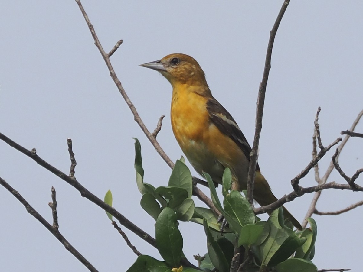 Baltimore Oriole - Vincent O'Brien