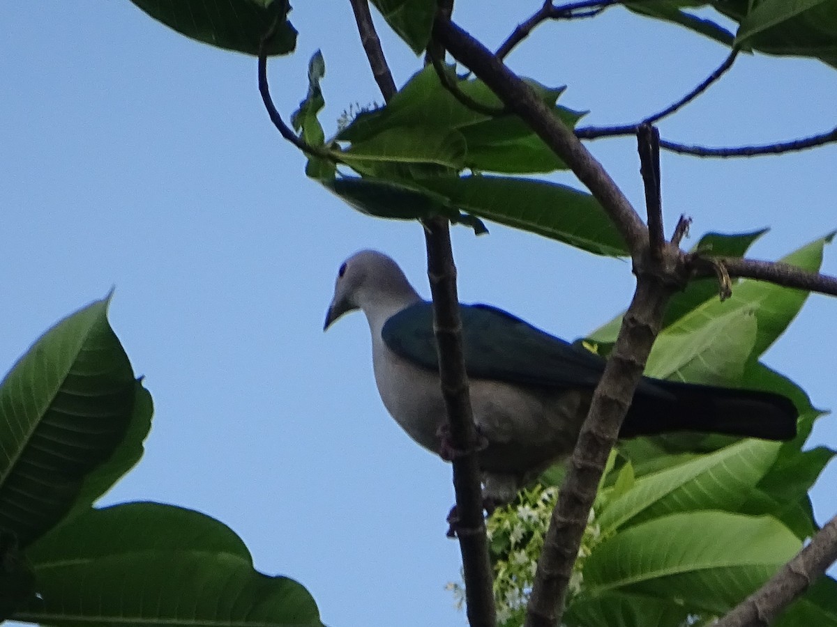 Green Imperial-Pigeon - Sri Srikumar