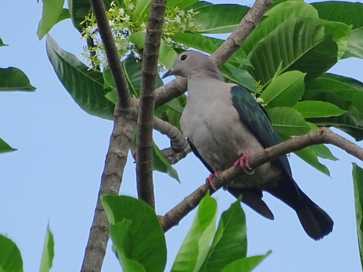 Green Imperial-Pigeon - Sri Srikumar