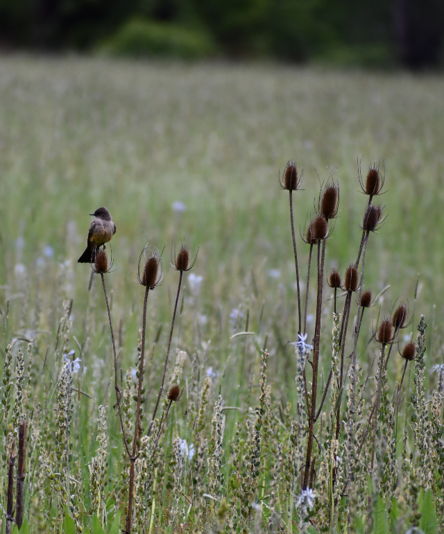 Say's Phoebe - Thuja Plicata