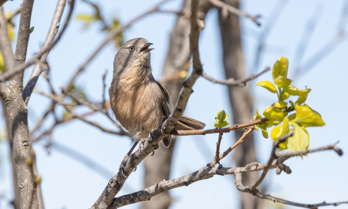 Wrentit - Paul Fenwick