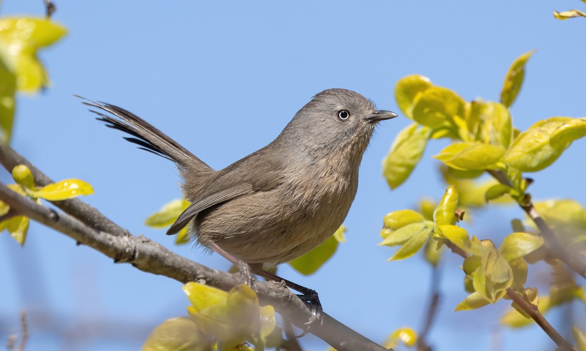 Wrentit - Paul Fenwick