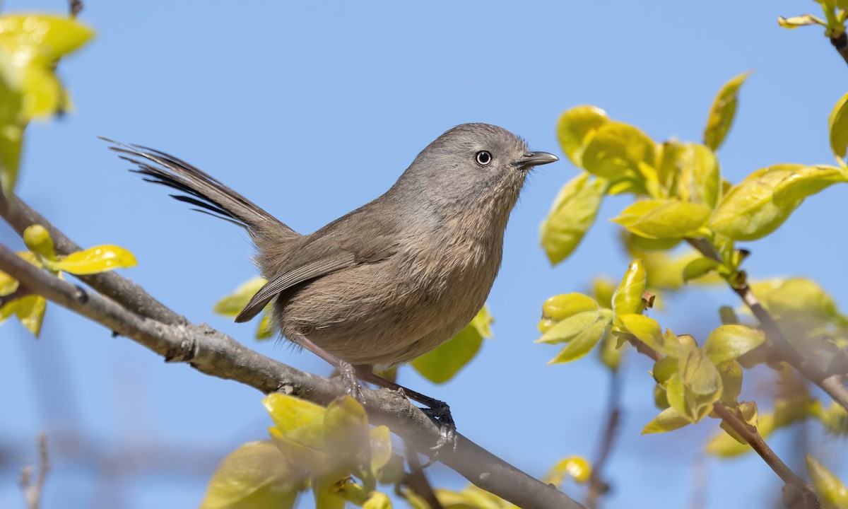 Wrentit - Paul Fenwick