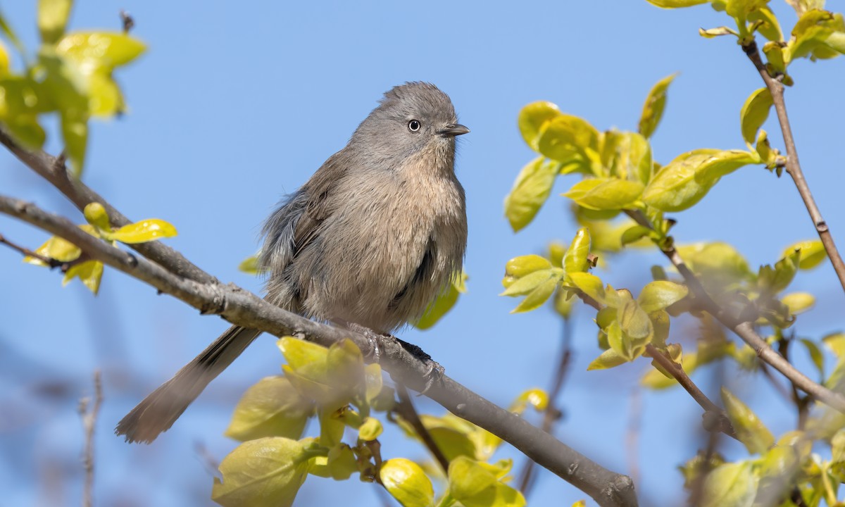 Wrentit - Paul Fenwick