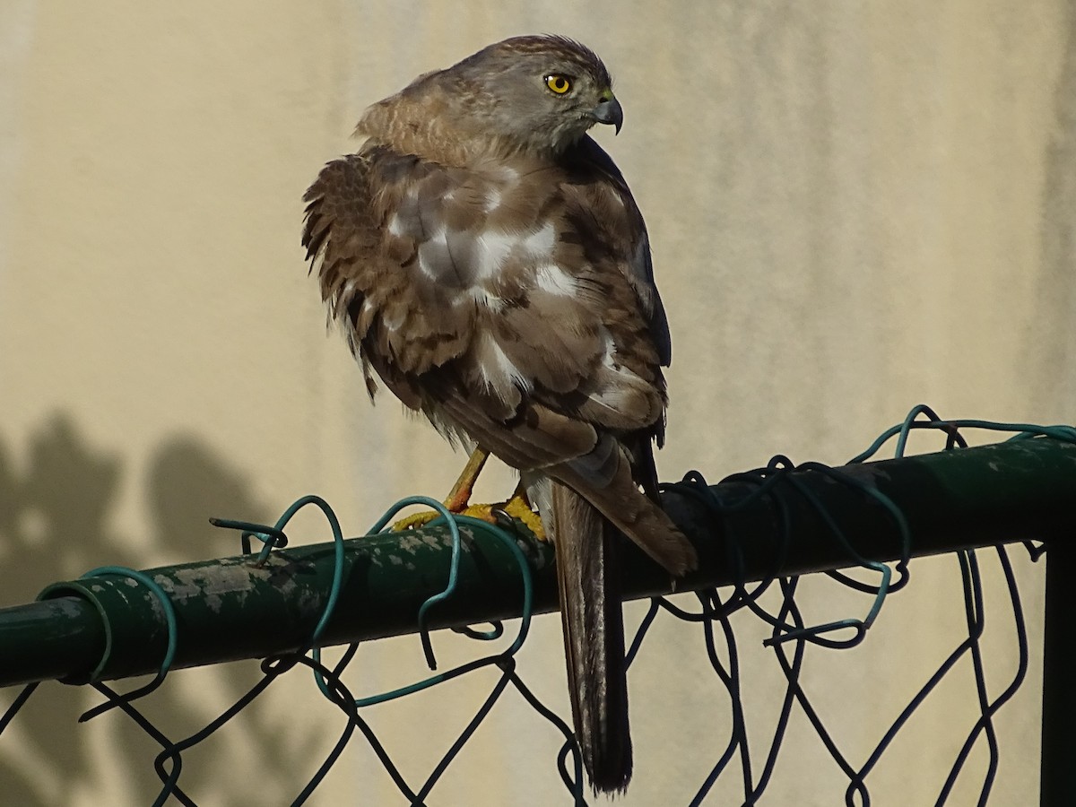 Shikra - Sri Srikumar