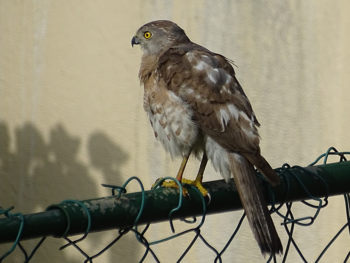 Shikra - Sri Srikumar