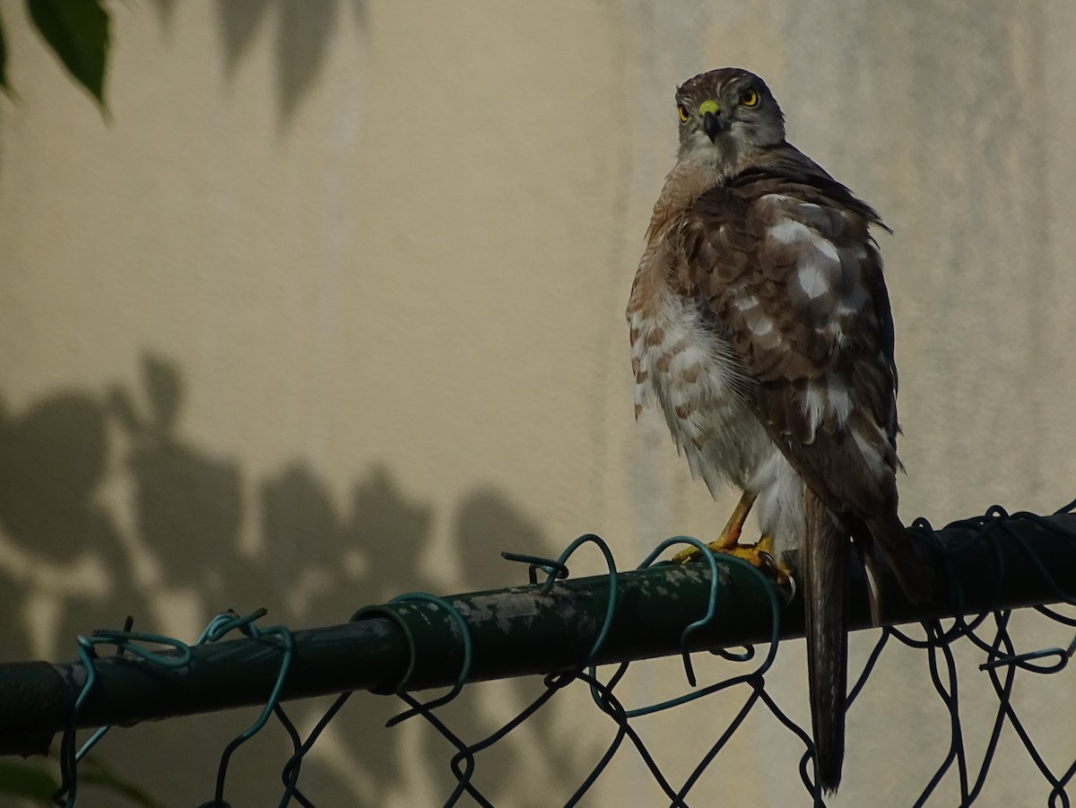 Shikra - Sri Srikumar