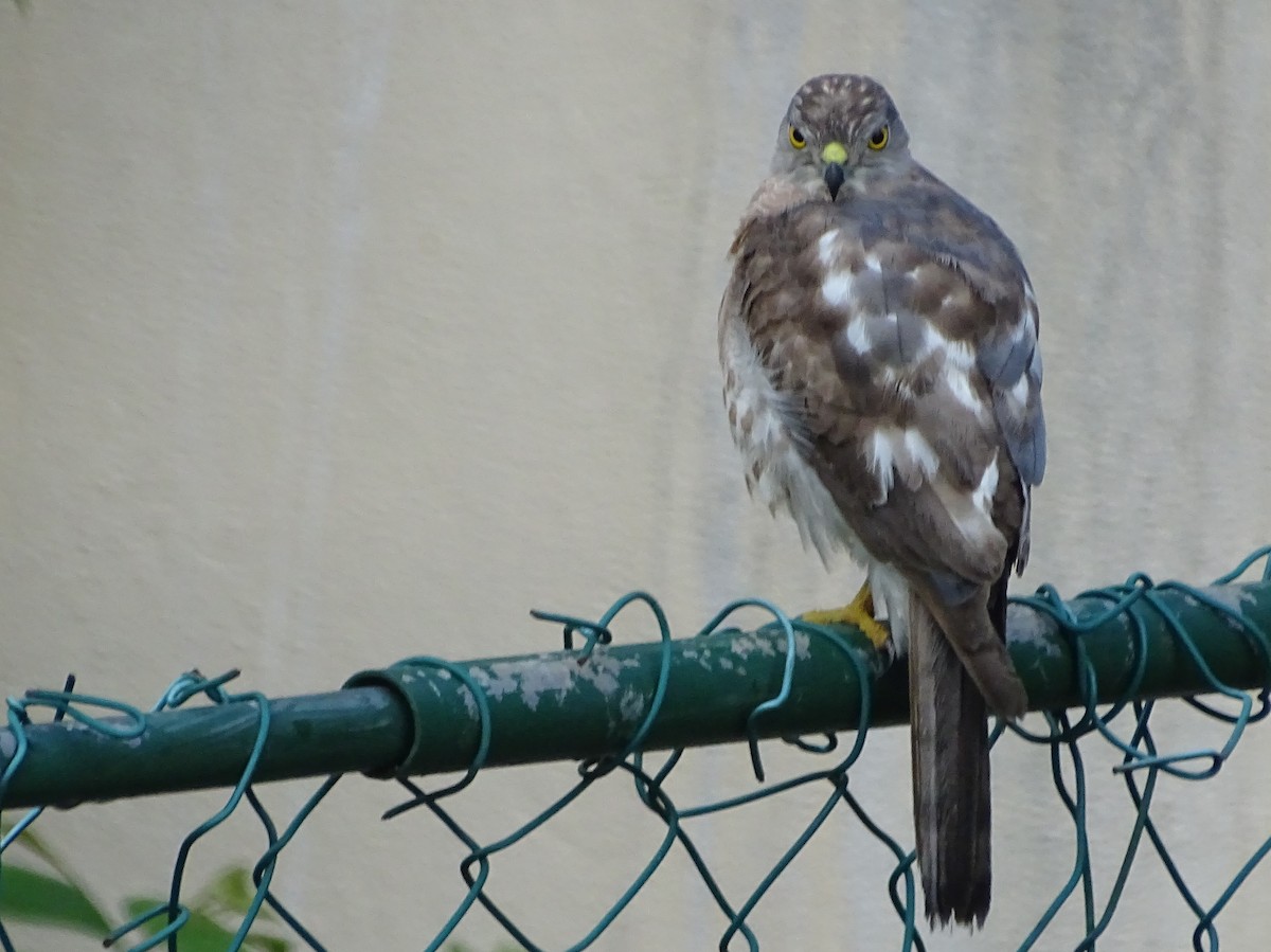 Shikra - Sri Srikumar