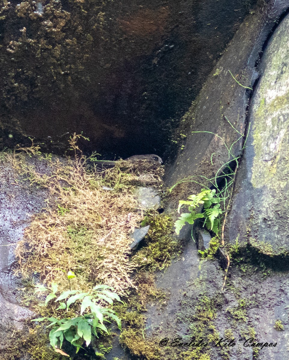 White-chinned Swift - ML619515525