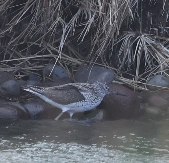 Common Greenshank - Franklin Haas