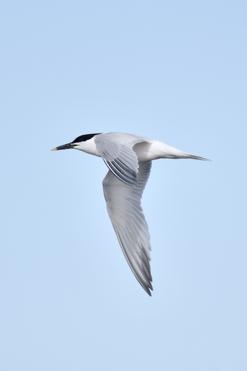 Sandwich Tern - Paul Nielson