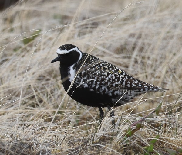 Pacific Golden-Plover - Franklin Haas