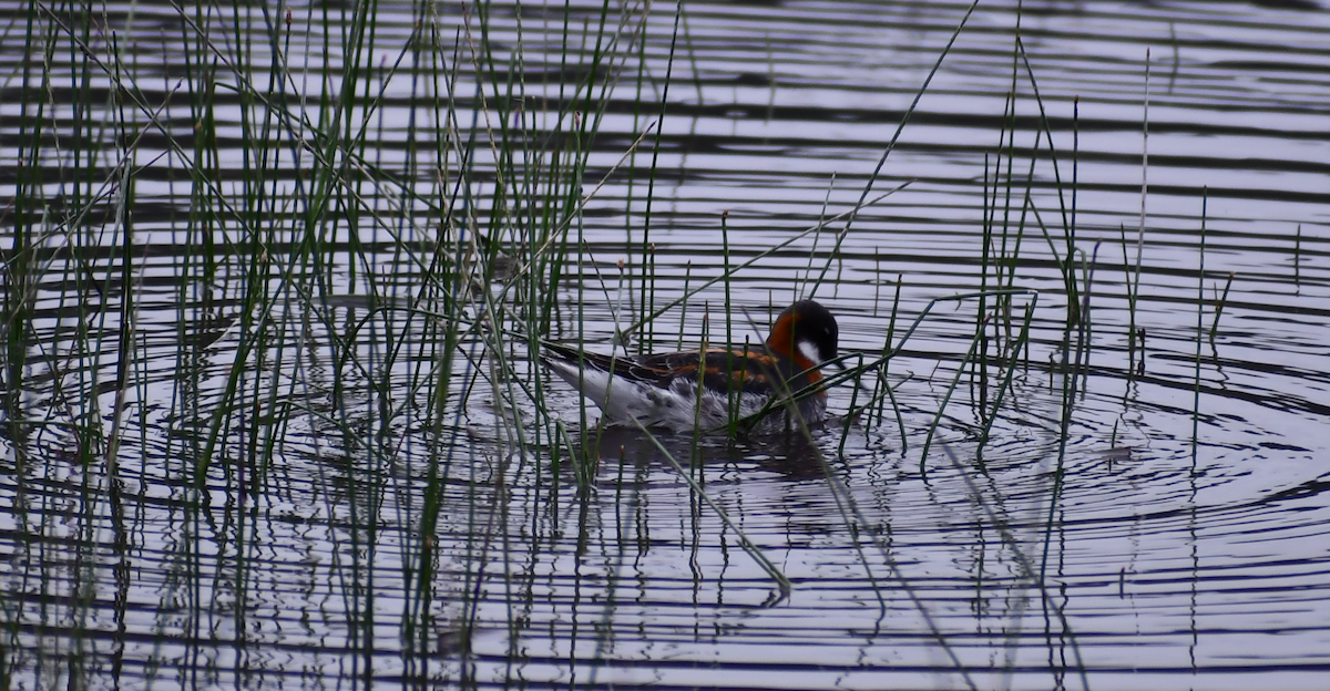 Phalarope à bec étroit - ML619515538