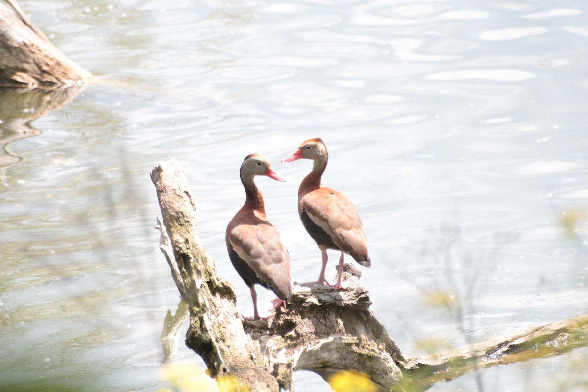 Black-bellied Whistling-Duck - Joachim Gonzalez