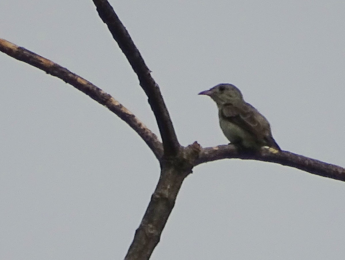 Pale-billed Flowerpecker - Sri Srikumar